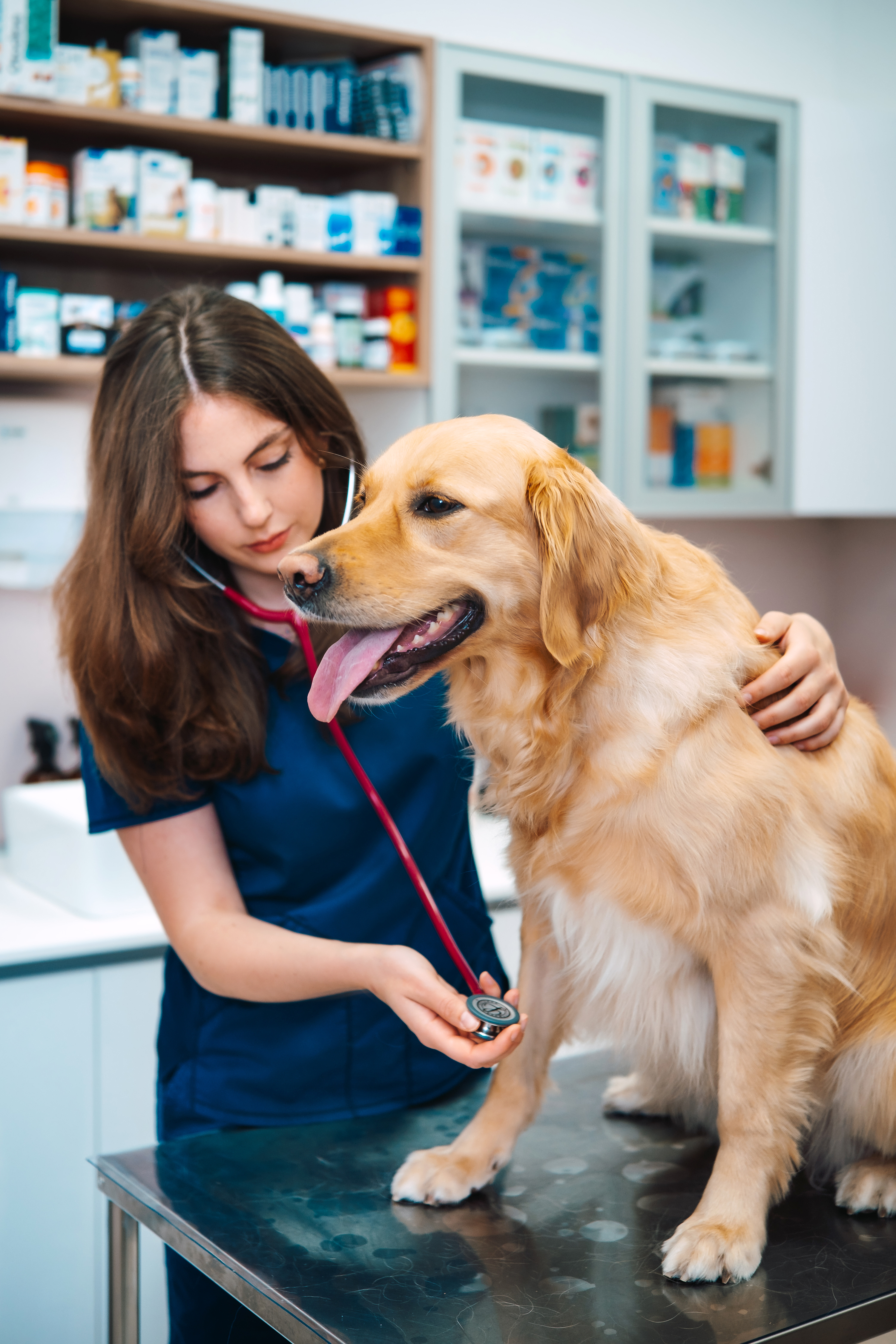 Veterinarska klinika BUBA - Interna medicina