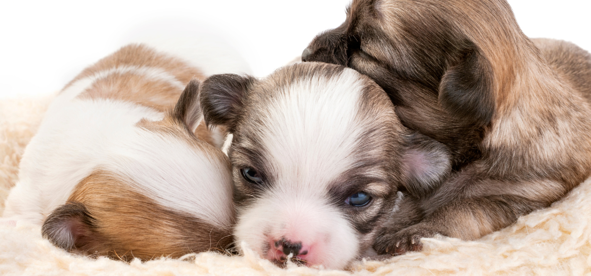 Reproductive medicine