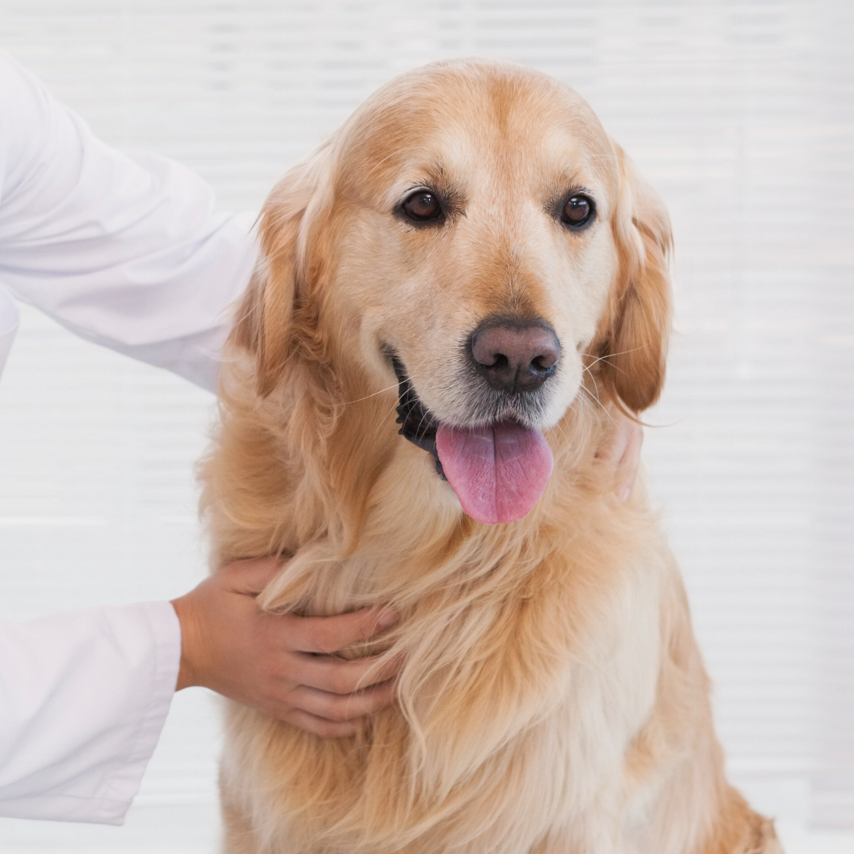 Veterinary pharmacy