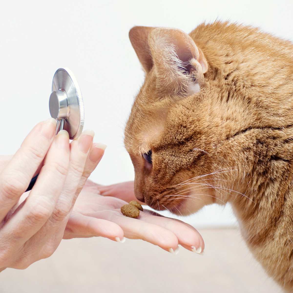 Veterinarska ljekarna